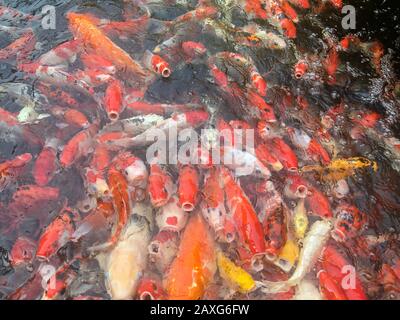 Koi-Fische schwimmen im Aquarium, Fancy Karpfenfische Stockfoto