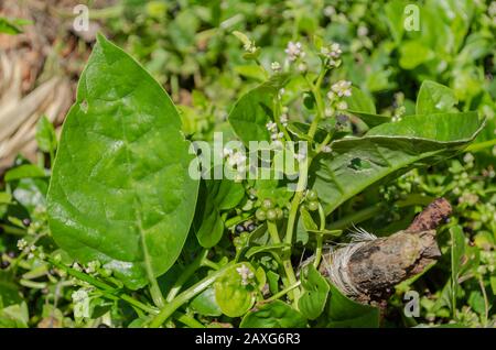 Weinrebe Spinat, Blumen Und Früchte Stockfoto