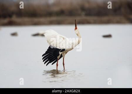 Unreifer sibirischer Kran (Leucogeranus leucogeranus), der auf der Wuxing Farm, Nanchang im Poyang-Seebecken im ostmittelchinesischen Raum, ruft und zeigt Stockfoto