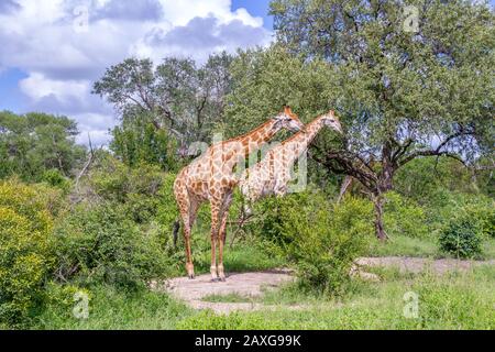 Zwei Giraffen isolierten sich im wilden Bild in horizontalem Format Stockfoto