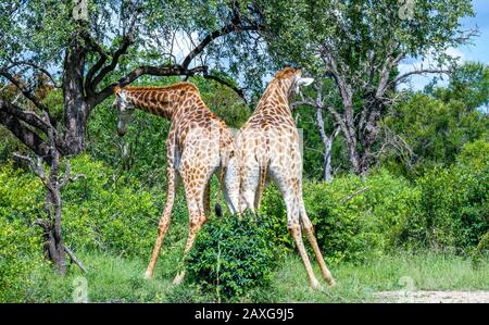 Zwei Giraffen isolierten sich im wilden Bild in horizontalem Format Stockfoto