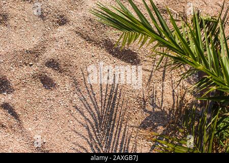 Draufsicht auf grünes Palmblatt, das einen Schatten auf den Sand wirft Stockfoto