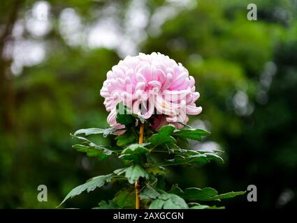 Nahaufnahme eines blühenden rosafarbenen Chrysanthemums Stockfoto