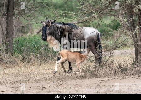 Wildebeest Mutter und füttern ihr Kalb in der Ndutu Naturschutzgebiet. Stockfoto
