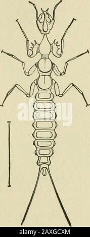 Leitfaden für die Untersuchung von Insekten und eine Abhandlung über diejenigen, die für die Ernte schädlich und nützlich sind, für die Verwendung von Hochschulen, Bauernschulen und Landwirten. Carabidie. 433. Stockfoto