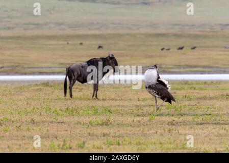 Kori Bustard Vogel marschiert an Wildebeest vorbei. Im Krater Ngorongoro, Tansania, Afrika. Stockfoto