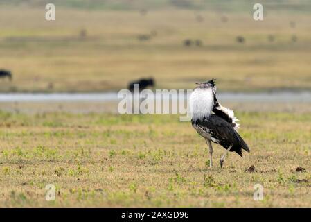 Kori Bustard Vogel auf dem marsch im Ngorongoro Krater, Tansania, Afrika. Stockfoto