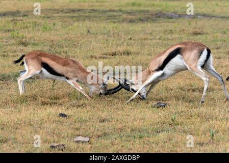 Verspielte Thomsons Gazelle, die ihre Kämpfe ausübt Stockfoto