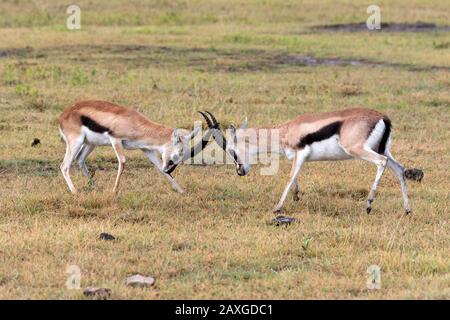 Verspielte Thomsons Gazelle, die ihre Kämpfe ausübt Stockfoto