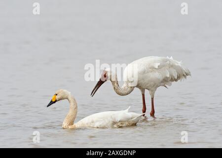 Sibirischer Kran (Leucogeranus leucogeranus) und Whooper-Schwan (Cygnus cygnus) auf der Wuxing Farm, Nanchang im Poyang-Seebecken im ostmittelchinesischen China Stockfoto