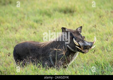 Lächelnder Warthog, der eine grasige Mahlzeit im Ngorongoro-Krater genießt. Stockfoto