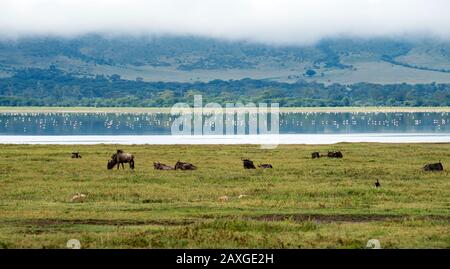 Die Landschaft des schönen Weltkulturerbes verzeichnet Ngorongoro Krater Conservation Area. Stockfoto