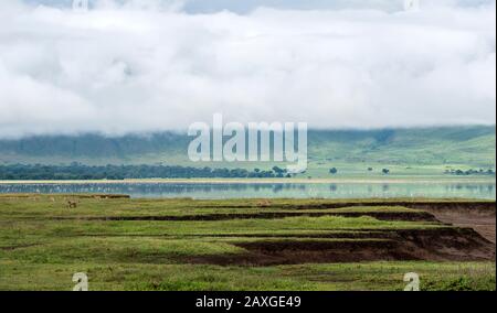 Die Landschaft des schönen Weltkulturerbes verzeichnet Ngorongoro Krater Conservation Area. Stockfoto