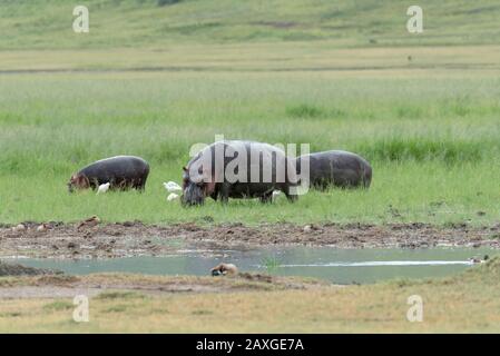 Familie von Hippopotamus weidete im Ngorongoro-Krater. Stockfoto