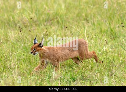 Die schüchterne und oft schwer fassbare Caracal-Katze, die im EUNSECO-Listed Ngorongoro Crater Conservation Area entdeckt wurde.2 von 4 Bildern in der Serie. Stockfoto