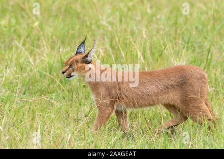 Die schüchterne und oft schwer fassbare Caracal-Katze, die im EUNSECO-Listed Ngorongoro Crater Conservation Area entdeckt wurde.1 von 4 Bildern in der Serie. Stockfoto