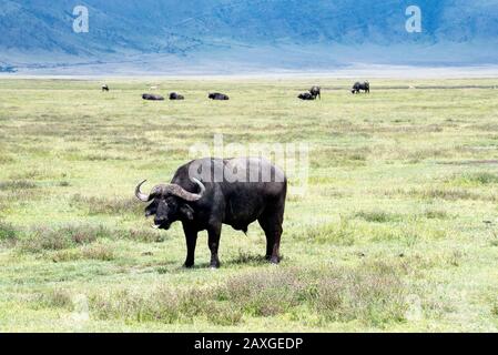 Afrikanischer Büffel mit dem Rand des Kraters Ngorongoro im Hintergrund. Stockfoto