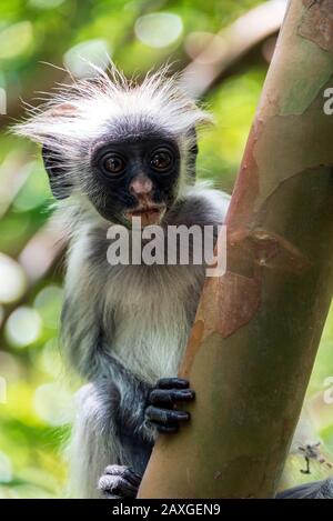 Roter Kolobusaffe, der sich im Baum des Jzani-Chwaka Bay National Park ausruht. Stockfoto