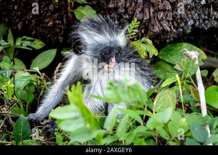 Baby Red Colobus Affe, der etwas unsicher aussieht, was zu tun ist Stockfoto