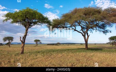 Die Ebenen des Tarangire National Park, mit Webervogelnester, die vom Baum hängen. Stockfoto