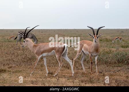 Grants Gazellen teilen die Savanne mit einer Zebraherde. Stockfoto