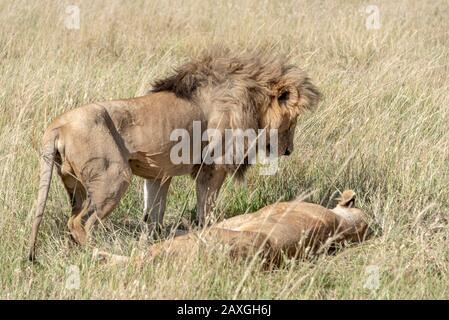 Ehepaar aus dem matierten Löwen in der Serengeti Stockfoto