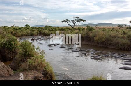 Viele Hippopotamus teilen sich diesen Flussabschnitt. Serengeti-Nationalpark. Stockfoto