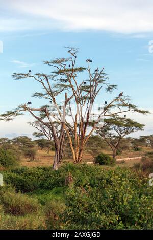 Viele Marabou-Störche ruhen in diesem Baum. Serengeti-Nationalpark, Afrika Stockfoto