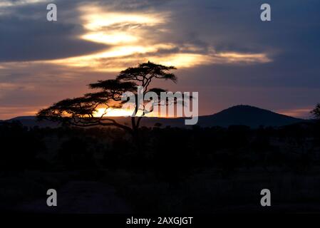 Akaziensilhouette bei Sonnenuntergang im Serengeti-Nationalpark, Afrika. Stockfoto