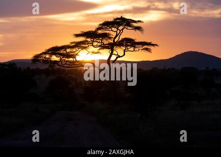 Sonnenuntergang durch den Akazienbaum, Serengeti-Nationalpark, Afrika. Stockfoto