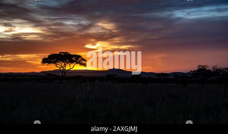 Akazienbaum, der gegen den Sonnenuntergang im Serengeti-Nationalpark, Afrika, skizziert wird. Stockfoto