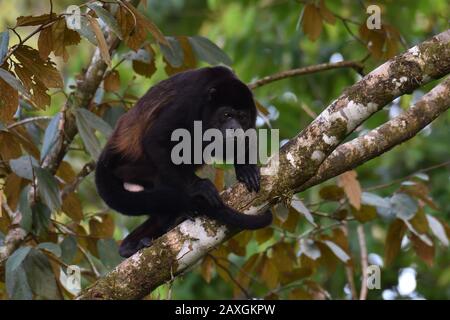 Ein Bemannter Howler Monkey in Costa Rica Regenwald Stockfoto