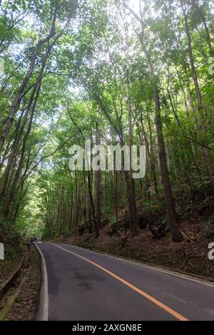 Mahagoni Man-Made-Wald in Bilar, Bohol, Philippinen. Bäume entlang der Straße Stockfoto