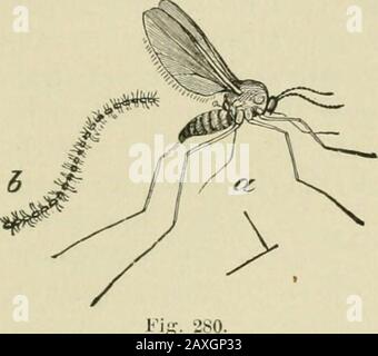 Leitfaden für die Untersuchung von Insekten und eine Abhandlung über diejenigen, die für die Ernte schädlich und nützlich sind, für die Verwendung von Hochschulen, Bauernschulen und Landwirten. CECIDOMYID^. 37^. Stockfoto