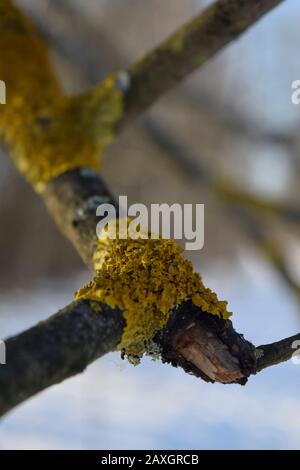 Flechten auf einem trockenen Zweig eines Baumes. Nahaufnahme Stockfoto