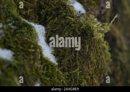 Textur der alten Baumrinde, die mit Moos bedeckt ist. Nahaufnahme Stockfoto