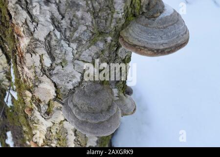 Tinnerpilz an einem Birkenstamm. Nahaufnahme Stockfoto