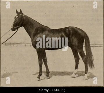 Züchter und Sportler . ont, dessen Blut in einem trottierenden Stammbaum hochgeschätzt wird. Suchscheinwerfer 2:03 %, Sire of Bonny Searchlight, war eines der geilsten Rennpferde, die jemals das Wort erzielt haben. Von sechsunddreißig Starts war er achtundzwanzig Mal erster, fünfmal zweiter und aber einkeins hinter dem Geld. Er erreichte die Rekordzahl für drei, vier und fünf Jahre alte Schrittmacher der Welt von 2:09 %, 2:04 % und 2:03 % und ging eine Meile in 2:02 über eine niedrige und schlammige Strecke. Für einen fügsamen, bulldog Rassehorse lebte sein Vorgesetzter nie, und als Sire verspreche er, so groß zu werden, wie er ein arases Pferd war. Die beiden einzigen von Stockfoto