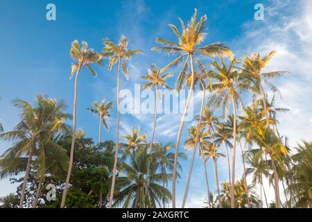 Hohe Palmen unter Bue sky Stockfoto