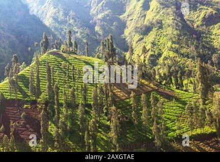 Grüne Felder in Indonesien. Tropische Landschaften. Stockfoto