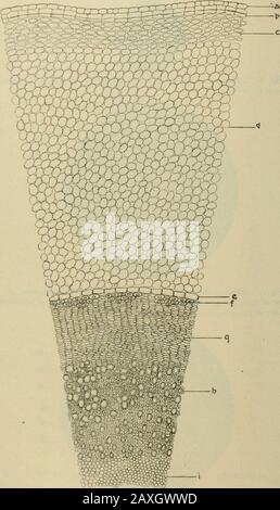 Amerikanische Zeitschrift für Pharmazie . FI^, f. Querschnitt (/>. OL rhi/ou.c. InaKuititl ii> "lianielcrs; a, Oberschicht der Rinde; b, mittlere Rindenschicht; <. Internit.tfd rinlr <.f SCU-riuhvniafibers; d, innere Rindenschicht, J. Abb. 5. Querschnitt des Rhizoms, vergrößert 500 Durchmesser; a, Epidermis; b, Kork oder Periderm; c, Hypoderma des Collenchyma; d, kortikales Parenchym; e, endoderniis; /, sklerenchymates Perikel; g, Phloem oder Bast; //, Pixylemor Holz i, a parenhyd. Stockfoto