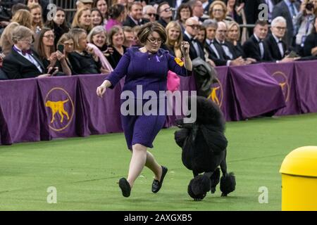 New York, USA. Februar 2020. Der Handler Chrystal Clas aus Northampton, Pennsylvania, führt ihr Standard-Poodle-Siba auf ihre Art und Weise, den Besten Preis in Show auf der 144. Westminster Kennel Club Dog Show im Madison Square Garden der Stadt New York zu gewinnen. GCHP Stone Run Afternoon Tea, alias Siba, im Besitz von Connie Unger und William Lee, hatte zuvor Best of Breed für Standard-Pudel und die Kategorie "Non-sporting" gewonnen. Kredit: Enrique Shore/Alamy Live News Stockfoto