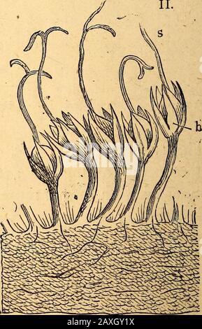 Textbuch der strukturellen und physiologischen Botanik . Abb. 215.-I. Längsschnitt durch das Hypanthodium einer Feige, wobei die Blumen im Inneren belichtet werden; II. Sehr vergrößert, mit fünf weiblichen Blumen;^ pistil; b Perianth. Die äußere Form Der Pflanzen, 119 meist imbrikat (Abb. 219). In vielen Pflanzen (especiallyComposit3e), in denen die Blumen in Kapitula angeordnet sind, Stockfoto