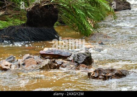 Ein Bach, der durch den Wald flussaufwärts von den Wentworth Falls verläuft Stockfoto