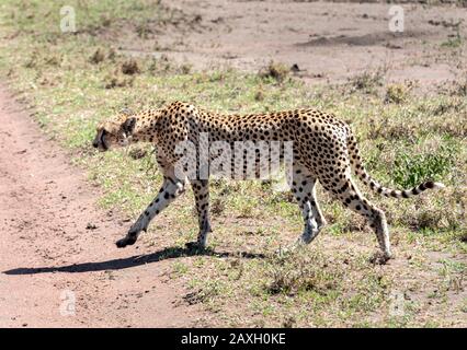 Geparde überquert die Straße vor dem Safari-Fahrzeug im Serengeti Nationalpark Stockfoto