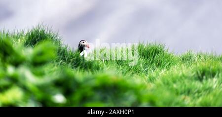 Berühmter Island Vogel - Puffin in grünem Gras in der Nähe seines Lochs Stockfoto