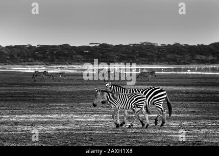 Schwarz-Weiß-Bild von Zebra bei einem entspannten Spaziergang am Ufer des Ndutu Sees. Stockfoto