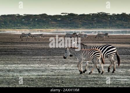 Zebra-Paar bei einem entspannten Morgenspaziergang am Ufer des Ndutu Sees, Tansania, Afrika. Stockfoto