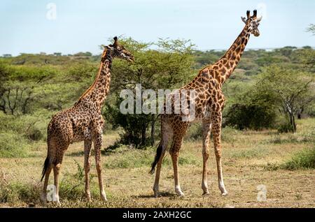 Dieses Paar junger Giraffe wurde in Ndutu entdeckt Stockfoto