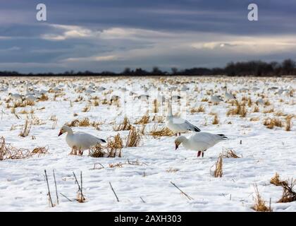 Wanderschneegänse, die im Schnee Gras essen, in Delta, British Columbia, Kanada. Schöne weiße Vögel mit schwarzen Flügeln. Rote Rechnung und Beine. Einige Stockfoto